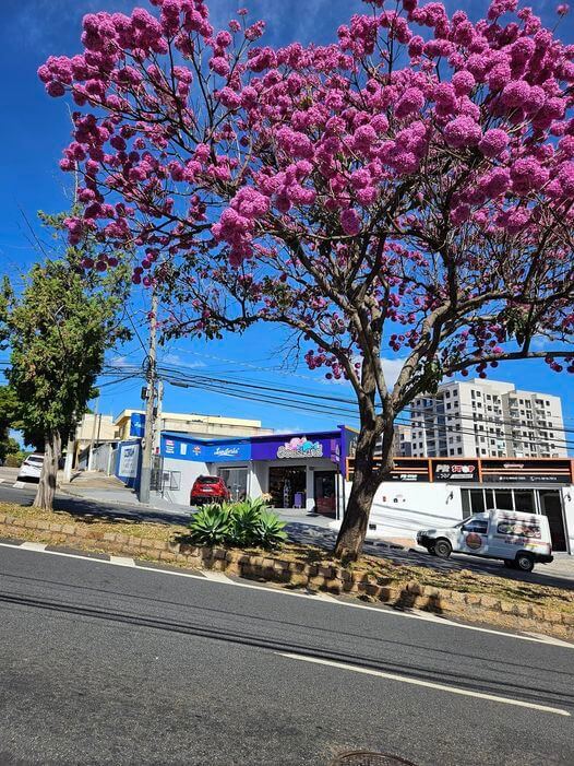 Árvore durante Florada dos Ipês