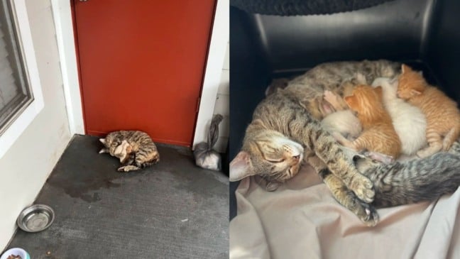 Mamãe gata e seus filhotinhos