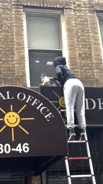 Vizinhos correm para resgatar 34 gatos abandonados jogados na rua