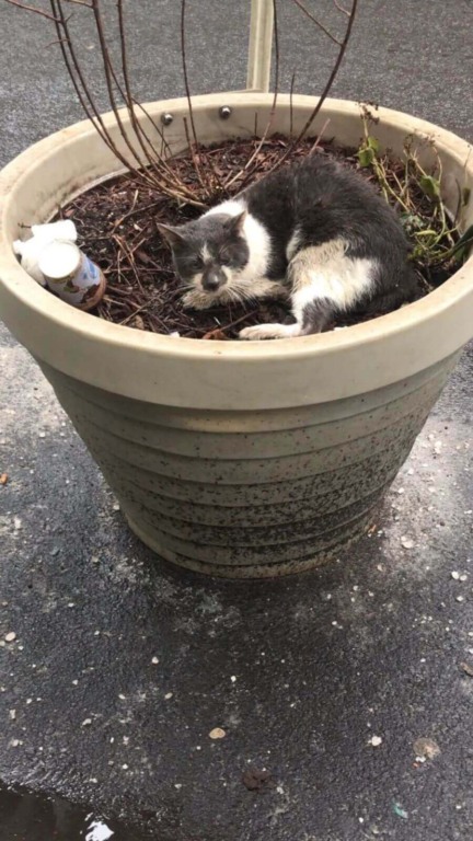 Vizinhos correm para resgatar 34 gatos abandonados jogados na rua