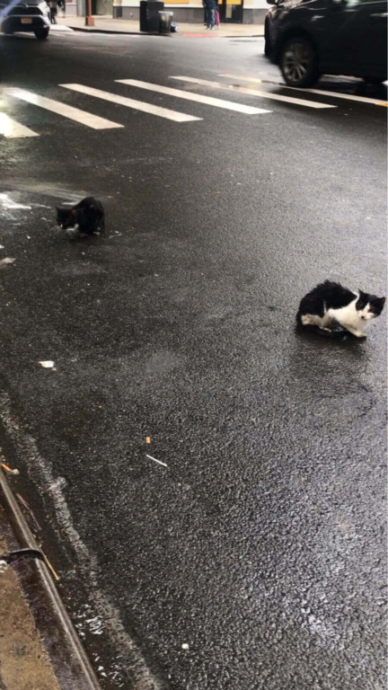 Vizinhos correm para resgatar 34 gatos abandonados jogados na rua