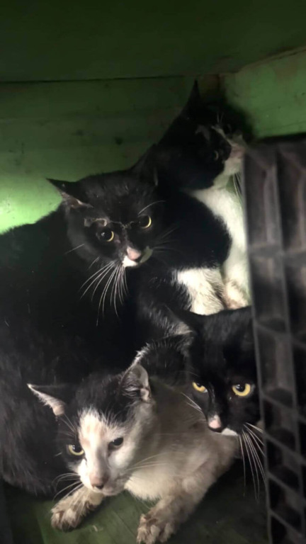 Vizinhos correm para resgatar 34 gatos abandonados jogados na rua