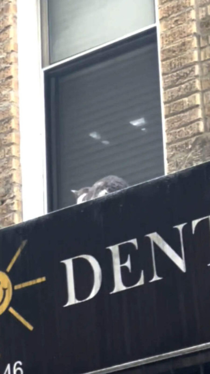 Vizinhos correm para resgatar 34 gatos abandonados jogados na rua