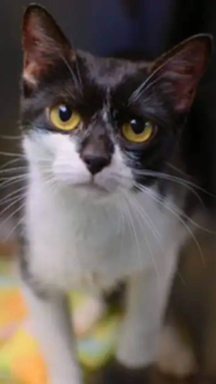 Vizinhos correm para resgatar 34 gatos abandonados jogados na rua