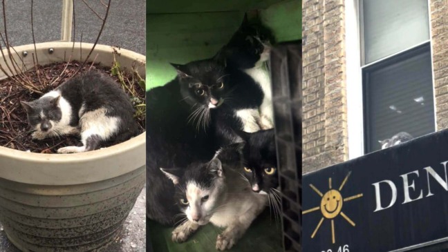 Vizinhos correm para resgatar 34 gatos abandonados jogados na rua
