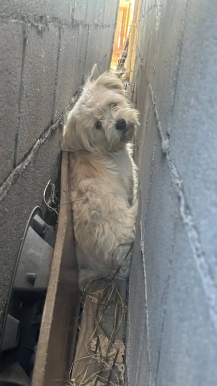 Cachorro fofo vivendo em espaço entre paredes