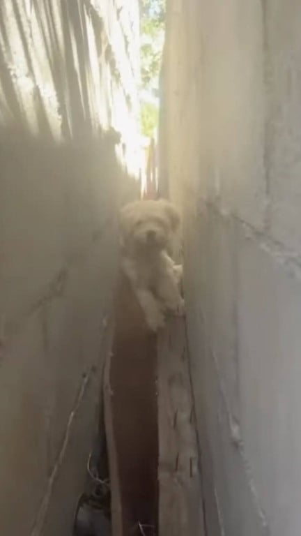 Cachorro fofo vivendo em espaço entre paredes