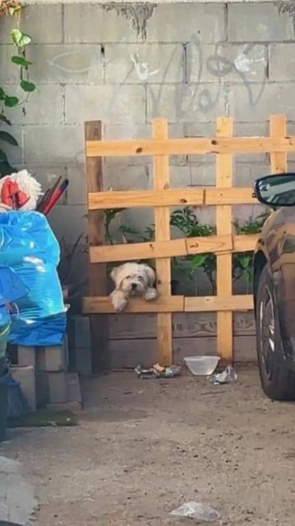 Cachorro fofo resgatado