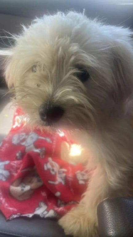 Cachorro fofo resgatado