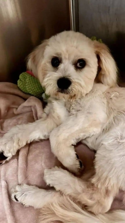 Cachorro fofo resgatado