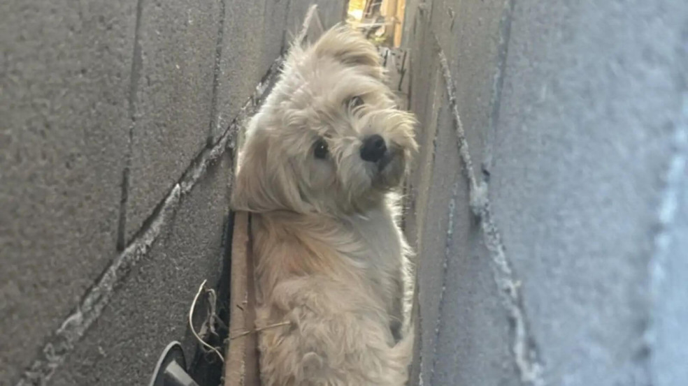 Cachorro fofo vivendo em espaço entre paredes