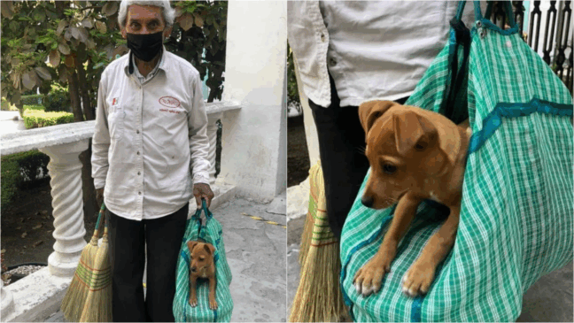 Foto: Facebook/Adopta FundaDog