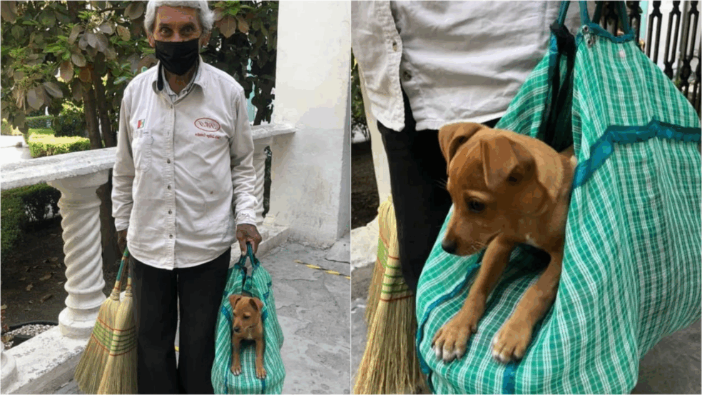 Foto: Facebook/Adopta FundaDog