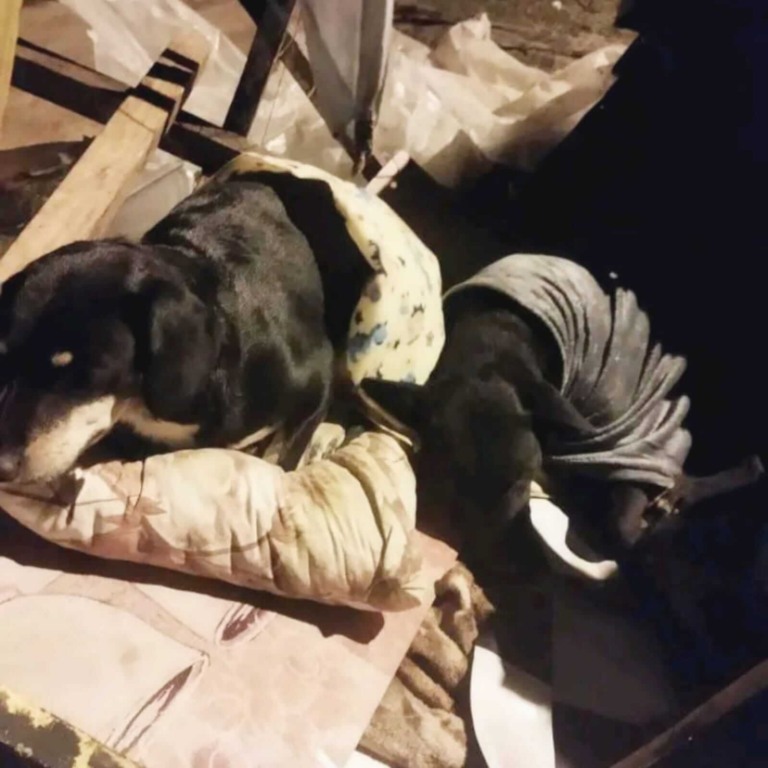 Cachorros dormindo na rua