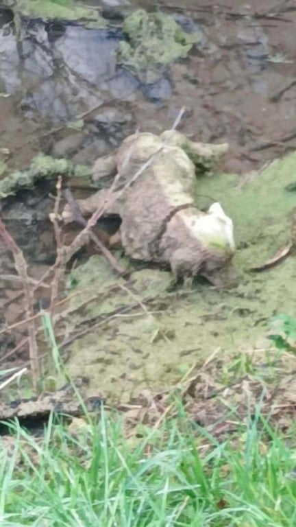 Voluntários encontram 'cachorro' abandonado em vala, mas têm uma surpresa