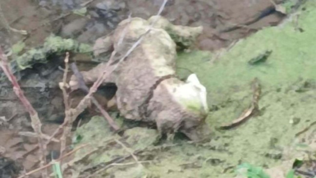 Voluntários encontram 'cachorro' abandonado em vala, mas têm uma surpresa