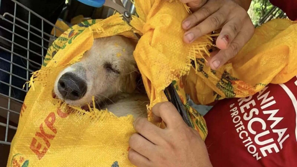 Foto: Animal Kingdom Foundation