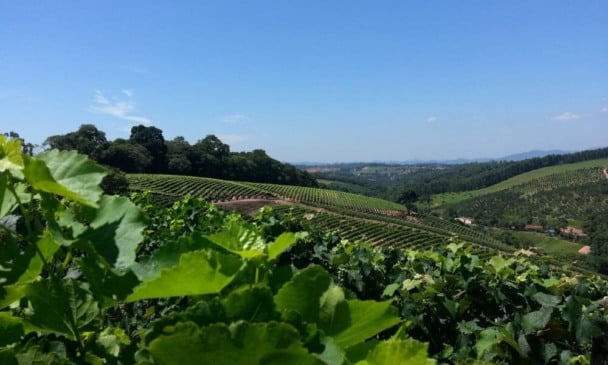 Plantação em Jundiaí