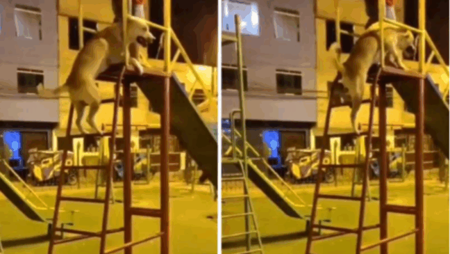 Foto: Distribuição/ Cães online