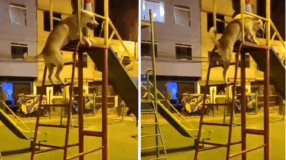 Foto: Distribuição/ Cães online