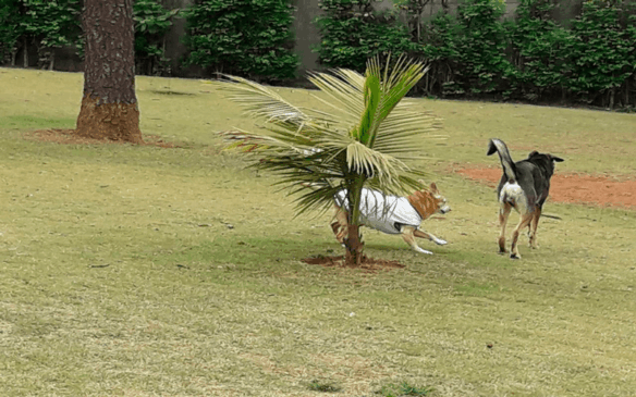 A Pracinha dos Dogs funciona diariamente das 6h às 18h. (Foto: Sara Penteado/Arquivo pessoal)