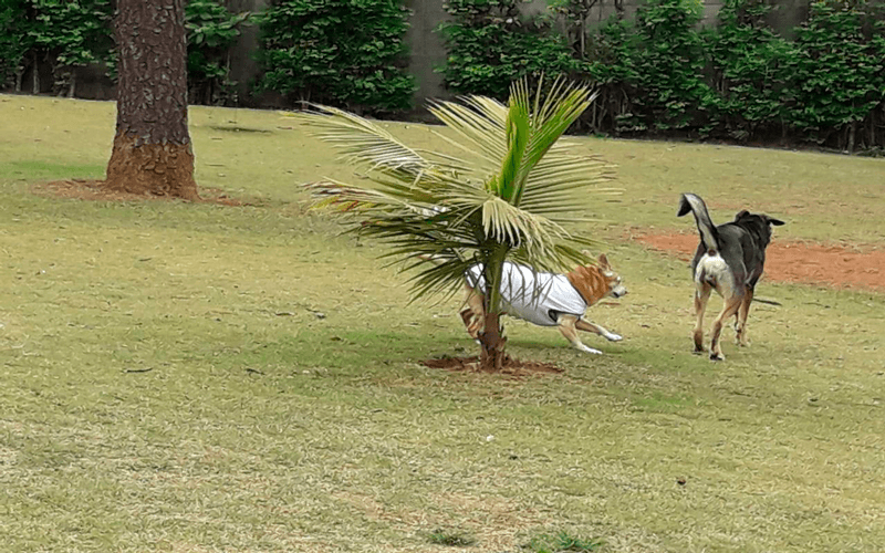 A Pracinha dos Dogs funciona diariamente das 6h às 18h. (Foto: Sara Penteado/Arquivo pessoal)