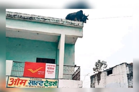 Boi preso em telhado