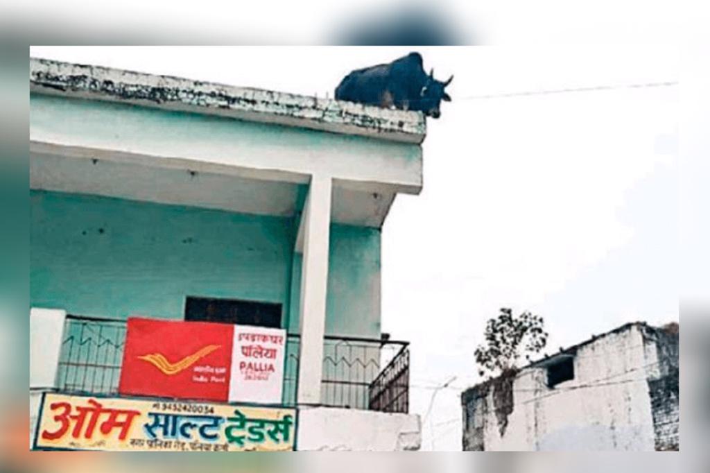 Boi preso em telhado