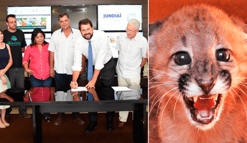 Imagem do prefeito assinando contrato ao lado de representantes da Mata Ciliar; filhote de onça parda Imagem do prefeito assinando contrato ao lado de representantes da Mata Ciliar; filhote de onça parda