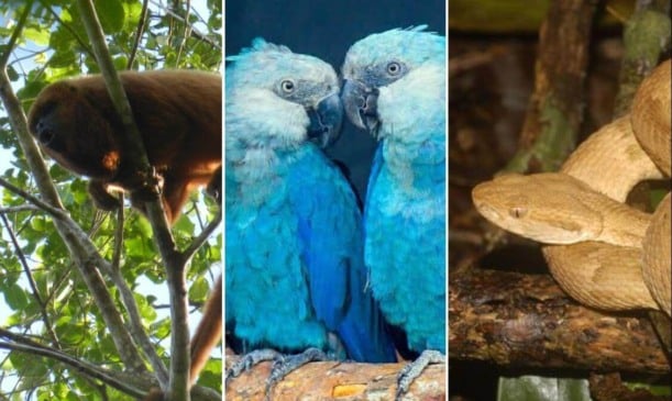 Fotos de Bugio marrom, ararinha-azul e jararaca-ilhôa