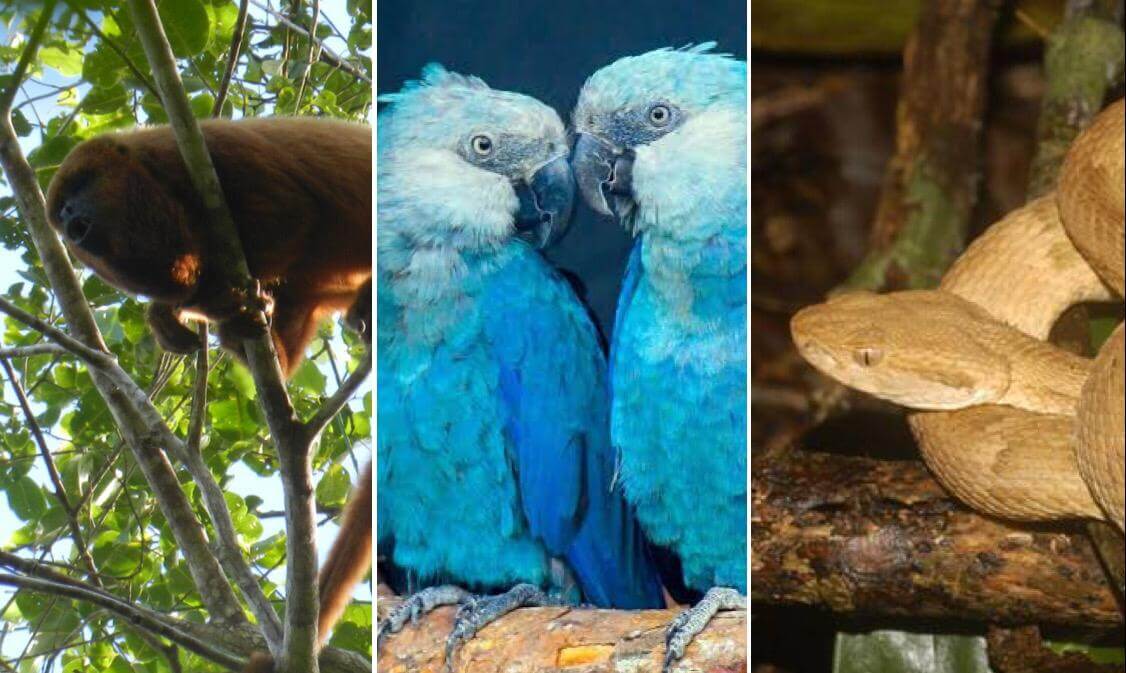 Fotos de Bugio marrom, ararinha-azul e jararaca-ilhôa