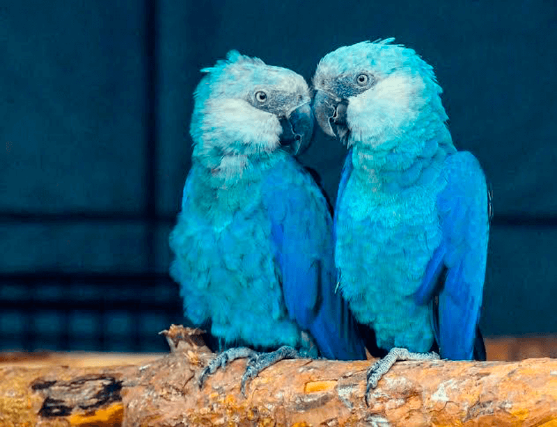 Casal de ararinhas-azul.