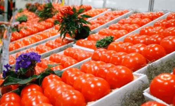 Caquis expostos em feira