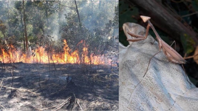 Área de mata pegando fogo e louva-deus tentando escapar das chamas