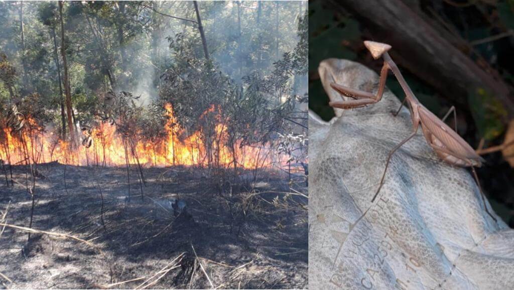Área de mata pegando fogo e louva-deus tentando escapar das chamas
