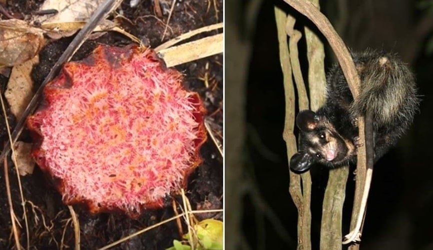 flor, à esquerda; gambá, à direita