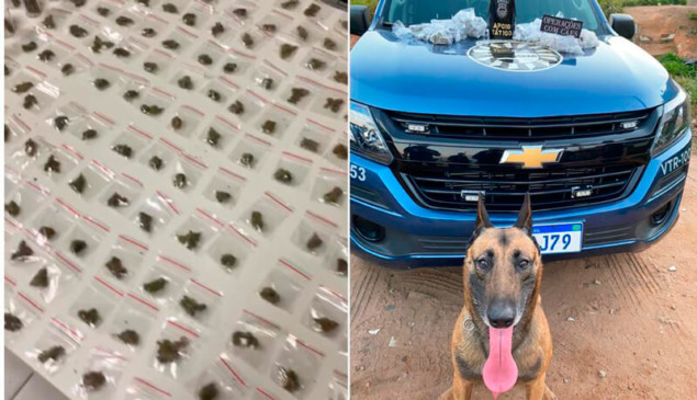 Cão bom de faro localiza 400 porções de maconha no São Camilo