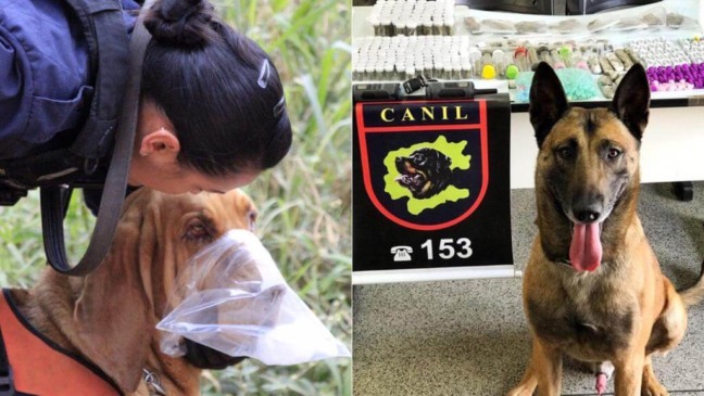 Cadela Live, à esquerda, e Gold, à direita