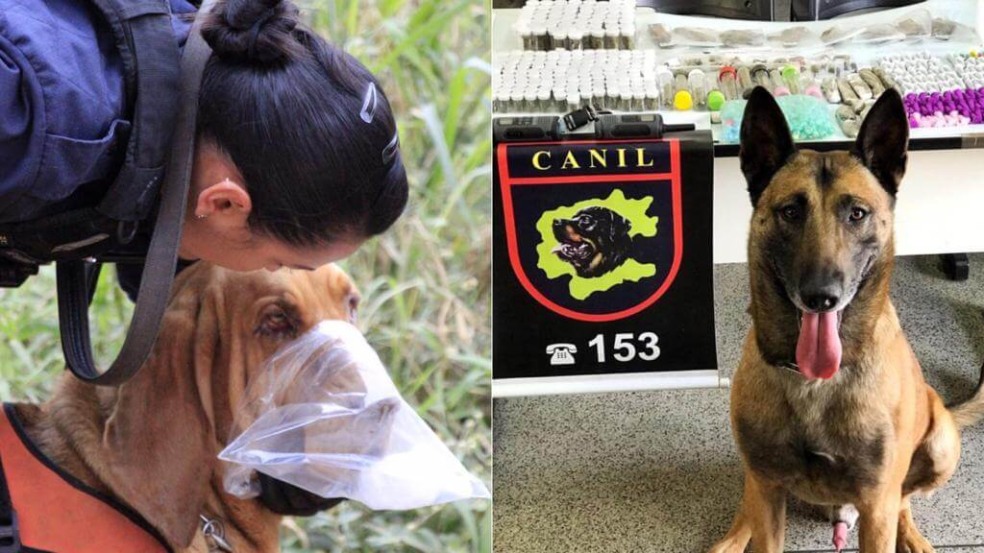 Cadela Live, à esquerda, e Gold, à direita