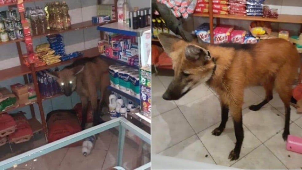Lobo-guará entra em padaria de Campinas e é resgatado por bombeiros