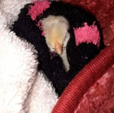 Tico foi encontrado abandonado.