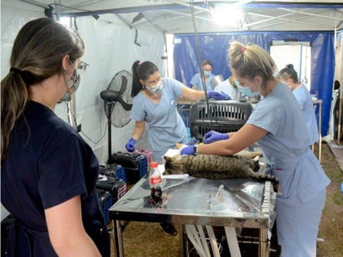 Mutirão de Várzea Paulista castra mais de 300 animais