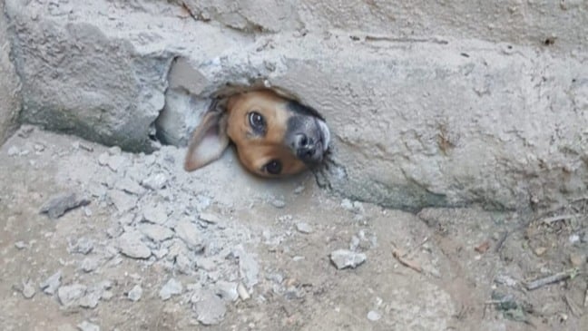 Vira-lata fica presa em um buraco ao tentar espiar a casa vizinha