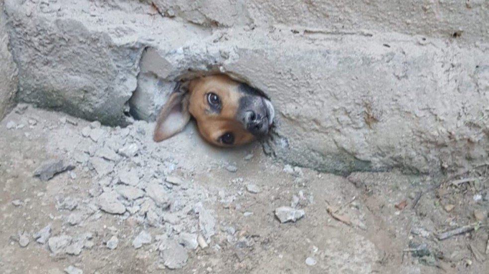 Vira-lata fica presa em um buraco ao tentar espiar a casa vizinha