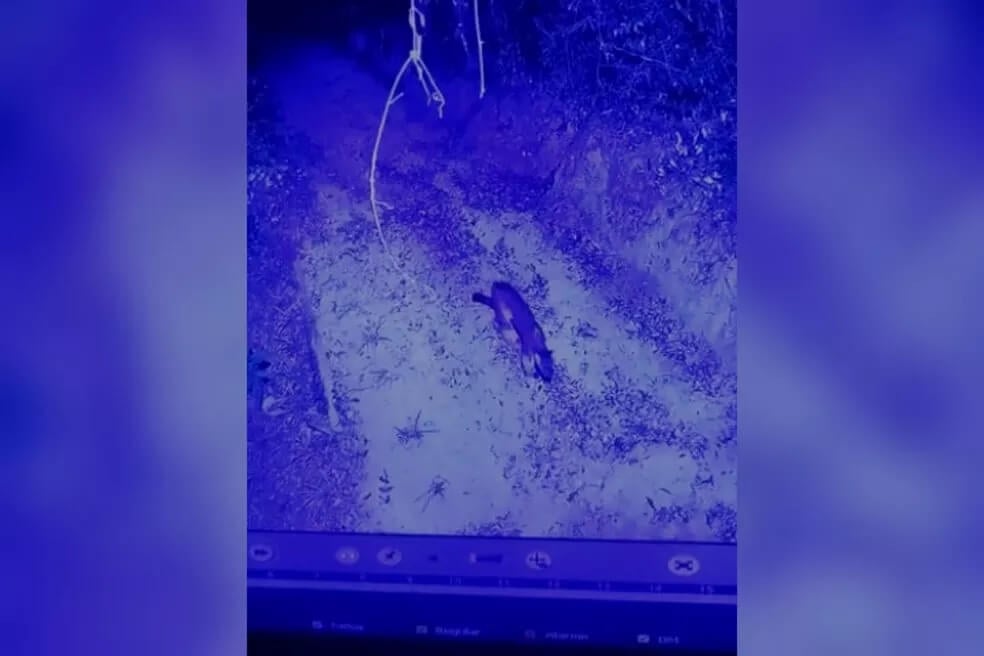 Imagem de câmera de segurança mostrando onça em trilha