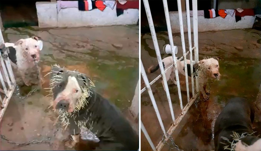 Foto: Reprodução/TV Anhnaguera