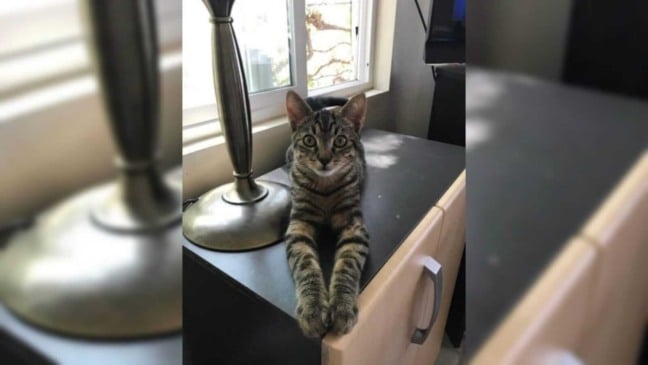 Foto: Reprodução Imgur