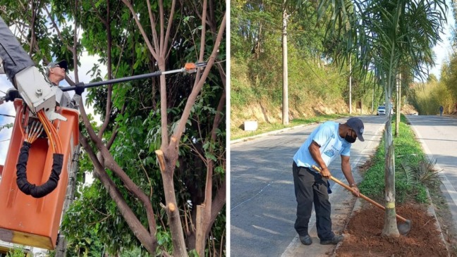 Várzea Paulista: Lei de Arborização Urbana reduz valor de taxa e isenta pessoas em vulnerabilidade