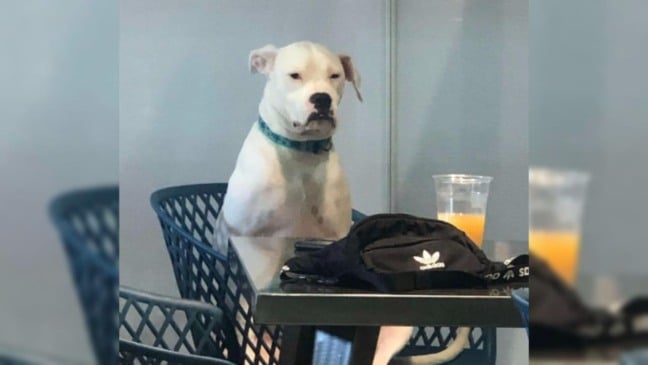 Foto: INSTAGRAM / POGOPARKOUR