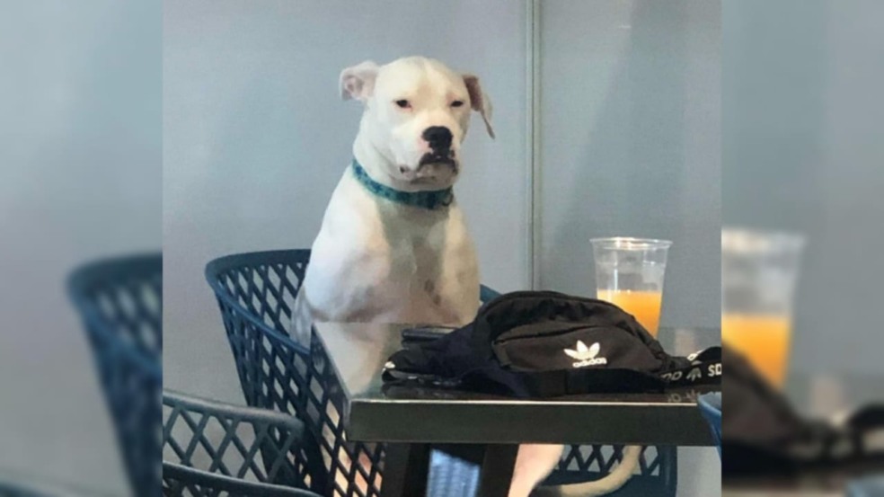 Foto: INSTAGRAM / POGOPARKOUR